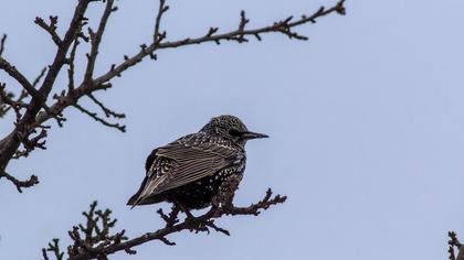 Common Starling