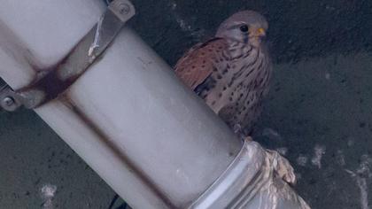 Common Kestrel