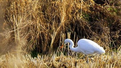 Büyük ak balıkçıl