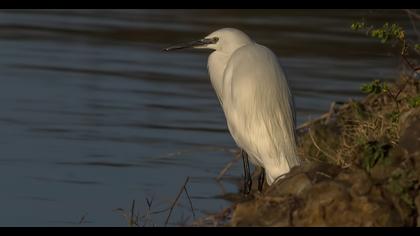 Little Egret