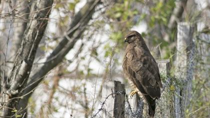 Common Buzzard