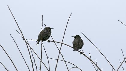 Common Starling