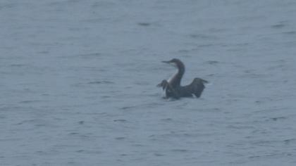 Karagerdanlı dalgıç