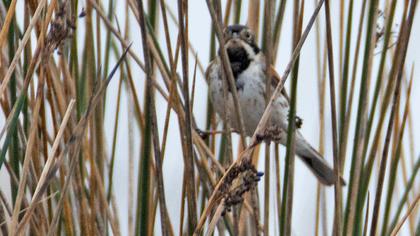 Bataklık Kirazkuşu