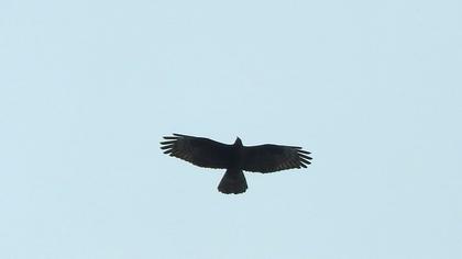 European Honey Buzzard