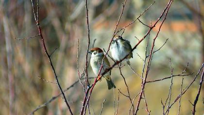 Eurasian Tree Sparrow