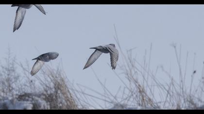 Rock Dove