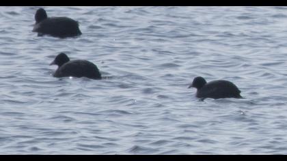 Eurasian Coot