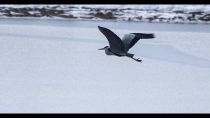 Grey Heron