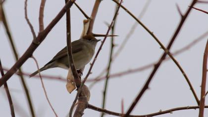 Karabaşlı ötleğen