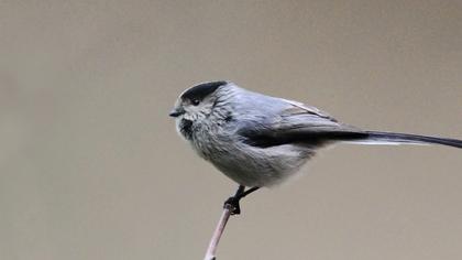 Uzunkuyruklu baştankara