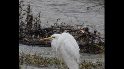 Büyük ak balıkçıl
