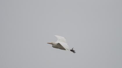 Sığır balıkçılı