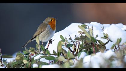 European Robin
