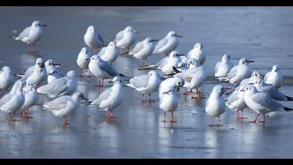 Black-headed Gull
