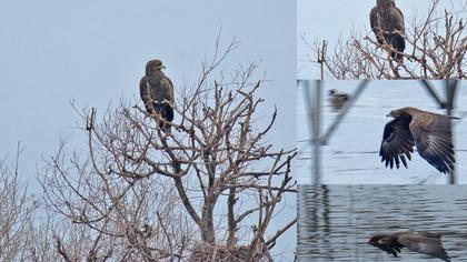 Büyük orman kartalı