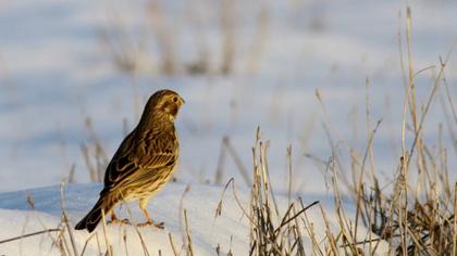 Corn Bunting