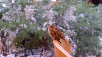 House Sparrow