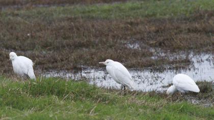 Sığır balıkçılı