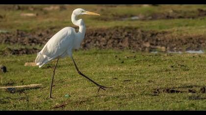 Büyük ak balıkçıl