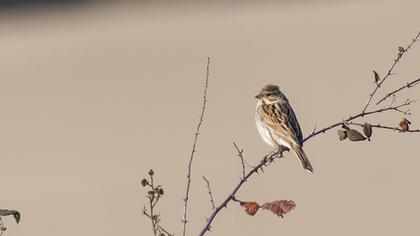Bataklık Kirazkuşu