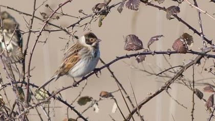 Bataklık Kirazkuşu