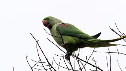 İskender papağanı