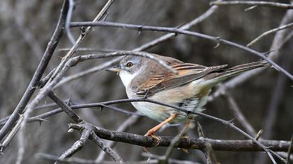 Akgerdanlı ötleğen