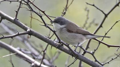 Küçük akgerdanlı ötleğen