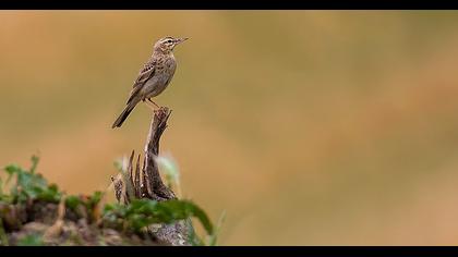 Tawny Pipit