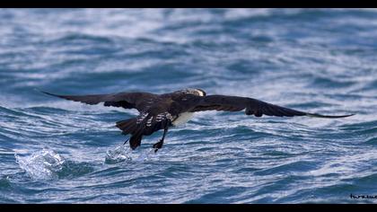 Kütkuyruklu korsanmartı