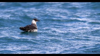 Kütkuyruklu korsanmartı