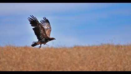Golden Eagle