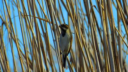 Bataklık Kirazkuşu