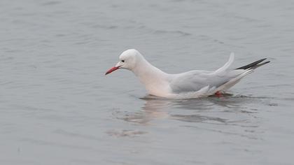 Slender-billed Gull
