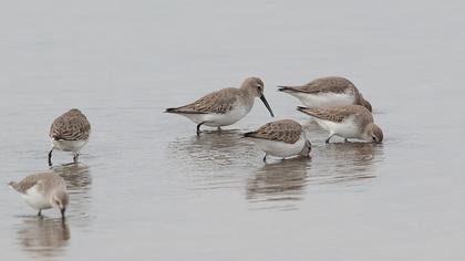 Karakarınlı kumkuşu