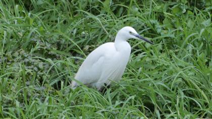Küçük ak balıkçıl