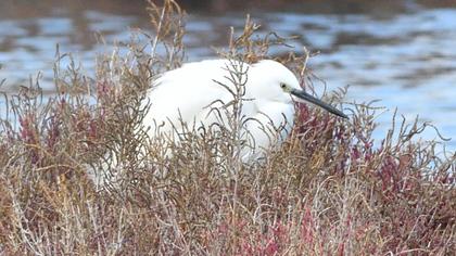 Küçük ak balıkçıl