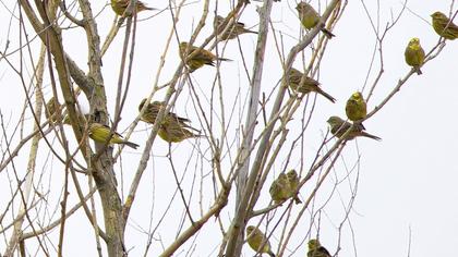 Yellowhammer