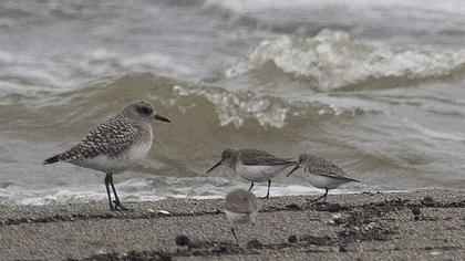 Karakarınlı kumkuşu
