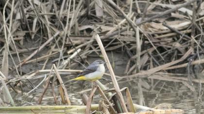 Dağ kuyruksallayanı
