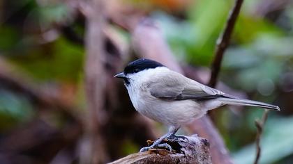 Kayın baştankarası