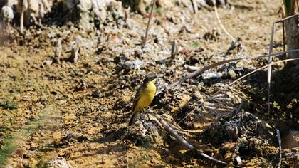 Sarı kuyruksallayan