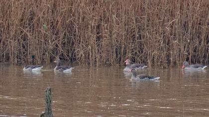 Greylag Goose