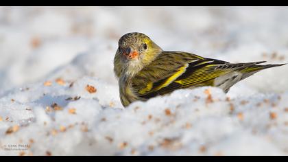 Eurasian Siskin