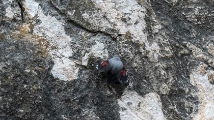 Duvar tırmaşıkkuşu