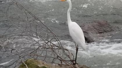 Büyük ak balıkçıl