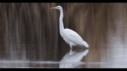Büyük ak balıkçıl