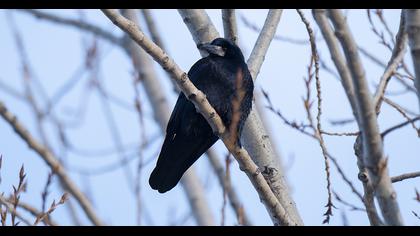 Rook
