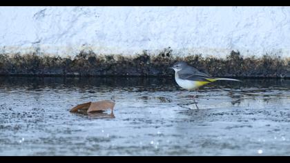 Dağ kuyruksallayanı